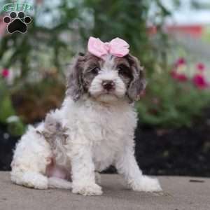 Nicole, Cockapoo Puppy